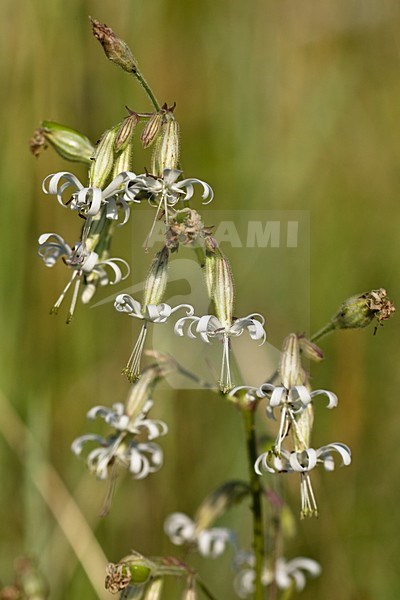 Nachtsilene staat op de Nederlandse rode lijst; Nottingham Catchfly is on the Dutch red list stock-image by Agami/Arnold Meijer,