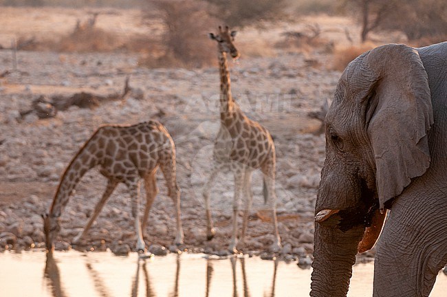 An African elephant, Loxodonta africana, and two giraffes, Giraffa camelopardalis, drink at a waterhole. Etosha National Park, Namibia. stock-image by Agami/Sergio Pitamitz,