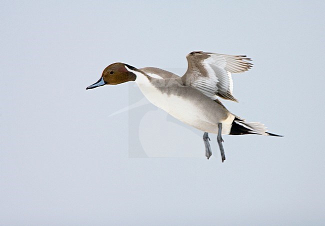 Northern Pintail male flying; Pijlstaart man vliegend stock-image by Agami/Marc Guyt,