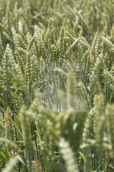 Detail of cornfield Germany, Detail van graanveld Duitsland stock-image by Agami/Arnold Meijer,