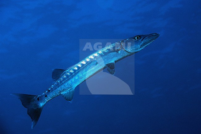 Barracuda; Great Baracuda stock-image by Agami/Rob Riemer,