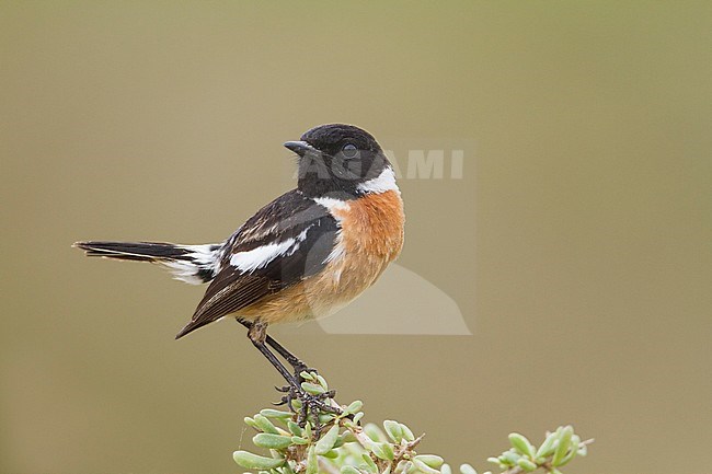 European Stonechat - Schwarzkehlchen - Saxicola torqatus ssp. rubicola, Morocco, adult male stock-image by Agami/Ralph Martin,