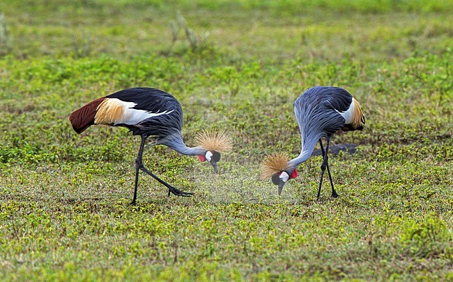 Grijze Kroonkraanvogel; Grey Crowned-Crane stock-image by Agami/Andy & Gill Swash ,