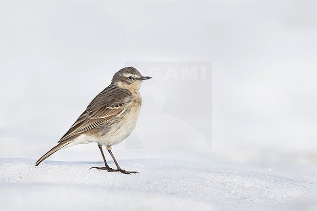 Water Pipit - Bergpieper - Anthus spinoletta ssp. spinoletta, Germany, adult stock-image by Agami/Ralph Martin,