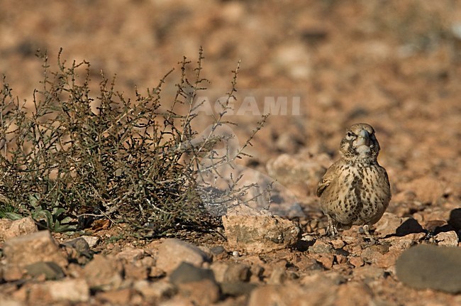 Diksnavelleeuwerik vrouwtje van voren; Thick-billed Lark female frontale stock-image by Agami/Harvey van Diek,