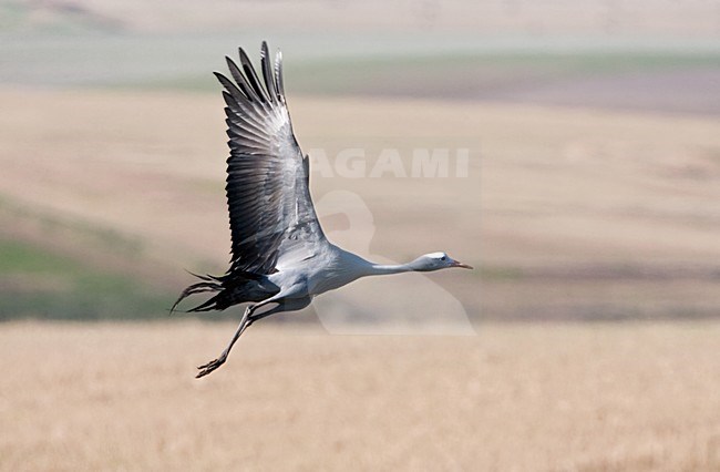 Stanley-kraanvogel in vlucht; Blue Crane in flight stock-image by Agami/Marc Guyt,