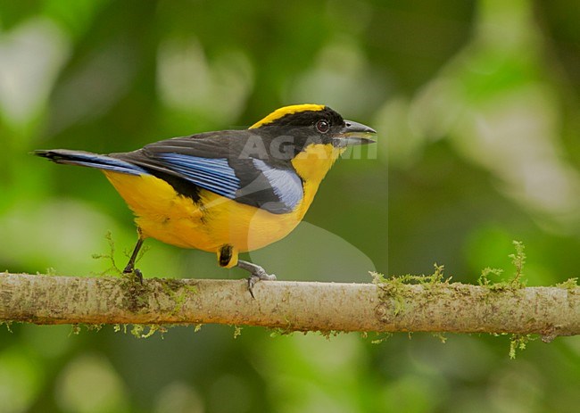 Blauwvleugel-bergtangare, Blue-winged Mountain-Tanager, Anisogna somptuosus  stock-image by Agami/David Hemmings,