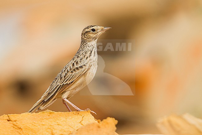 Oriental Skylark - Kleine Feldlerche - Alauda gulgula, Sultanate of Oman stock-image by Agami/Ralph Martin,