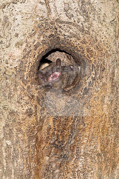 Noctule calling from tree hole stock-image by Agami/Theo Douma,
