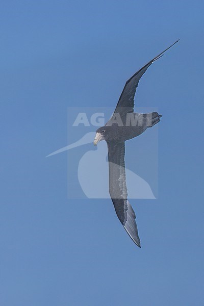 Southern Giant-Petrel (Macronectes giganteus) in flight in Argentina stock-image by Agami/Dubi Shapiro,