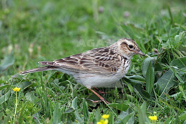 Eastern Eurasian Skylark (Alauda arvensis) in Sichuan, China. Standing in a meadow. Sometimes split as Japanese Skylark (Alauda japonica). stock-image by Agami/Jonathan Martinez,