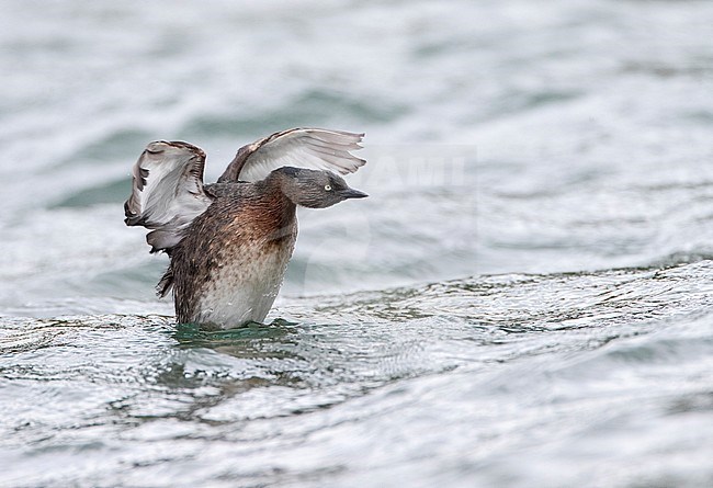 New Zealand Grebe (Poliocephalus rufopectus), also known as New Zealand dabchick or Weweia, swimming in a freshwater lake. Flapping its wings. stock-image by Agami/Marc Guyt,