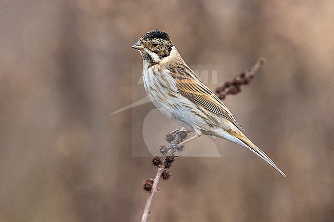 Wintering male Common reed bunting (Emberiza schoeniclus) in Italy. stock-image by Agami/Daniele Occhiato,