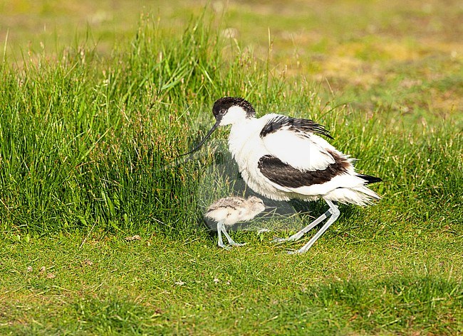 Pied Avocet (Recurvirostra avosetta) adult perched on gras with chick stock-image by Agami/Roy de Haas,