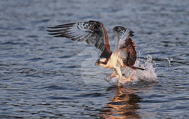 Osprey, Pandion haliaetus, adult fishing at Lake Mälaren, Sweden. With freshly caught fish as a prey. stock-image by Agami/Helge Sorensen,