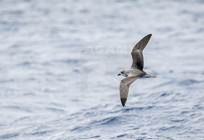 Desertas Petrel (Pterodroma deserta) at sea off Madeira, Portugal. stock-image by Agami/Pete Morris,