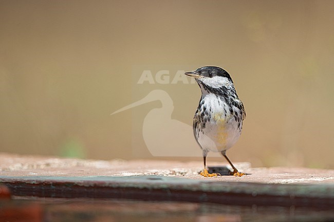 Male Blackpoll Warbler (Setophaga striata) perched on wall in Dry Tortugas, USA stock-image by Agami/Helge Sorensen,