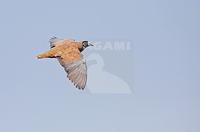 Flock Bronzewing (Phaps histrionica) in flight in Australia. Also known as the flock pigeon, harlequin bronzewing or the harlequin pigeon. stock-image by Agami/Pete Morris,