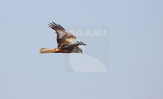 Third calendar year male Western Marsh Harrier (Circus aeruginosus) in flight at Agersø, Denmark. stock-image by Agami/Helge Sorensen,