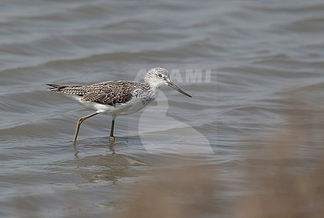 Common Greenshank (Tringa nebularia) at Pak Thale in Thailand. Presumed first summer age. stock-image by Agami/Helge Sorensen,