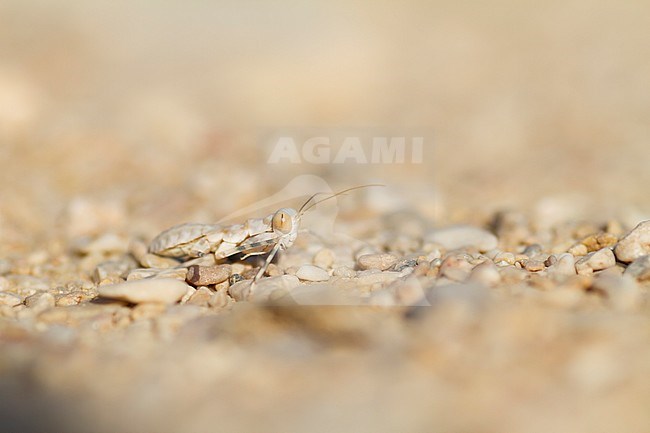 Mantis, Oman, Larvae stock-image by Agami/Ralph Martin,