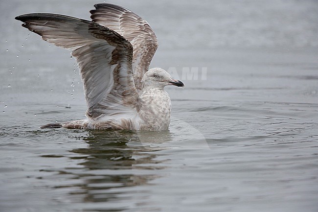Onvolwassen Amerikaanse Zilvermeeuw; Immature American Herring Gull (Larus smithonianus) stock-image by Agami/Chris van Rijswijk,