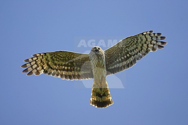 Blauwe Kiekendief; Hen Harrier; Circus cyaneus stock-image by Agami/Jari Peltomäki,