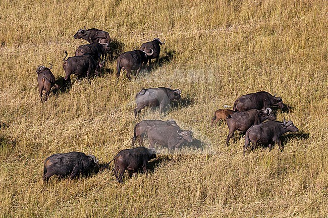 Aerial view of a herd of African buffalo, Syncerus caffer. Okavango Delta, Botswana. stock-image by Agami/Sergio Pitamitz,