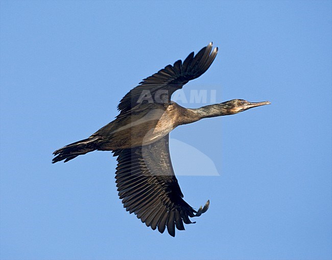 Brandt-aalscholver vliegend; Brandts Cormorant flying stock-image by Agami/Marc Guyt,