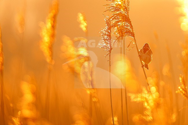 Eurasian Reed Bunting stock-image by Agami/Chris van Rijswijk,