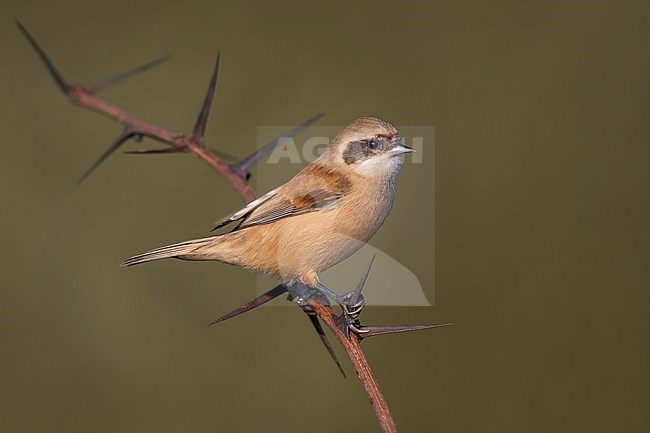 Male Penduline Tit, Remiz pendulinus, in Italy. stock-image by Agami/Daniele Occhiato,