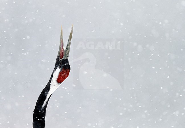 Chinese Kraanvogel baltsend in de sneeuw, Red-crowned Crane displaying in snow stock-image by Agami/Markus Varesvuo,