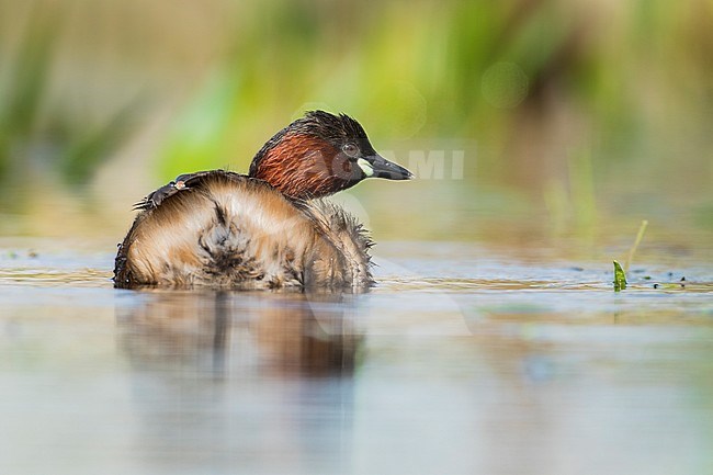Adult Little Grebe (Tachybaptus ruficollis) in summer plumage swimming in fresh water lake in Netherlands. stock-image by Agami/Wil Leurs,