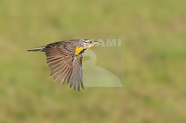 Adult 
Galveston Co., TX
April 2022 stock-image by Agami/Brian E Small,