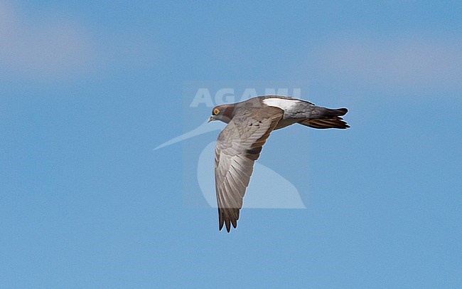 A Yellow-eyed Pigeon (Columba eversmanni) in flight showing wings and rump from above. Kazakhstan, Asia stock-image by Agami/Markku Rantala,