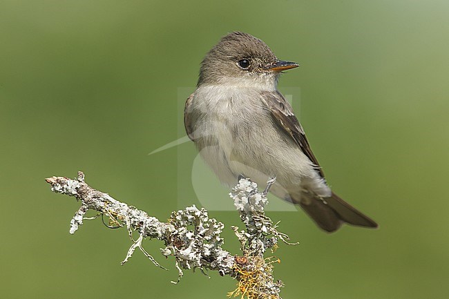 Oostelijk Bospiewie op uitkijk, Eastern Wood-Pewee on perch stock-image by Agami/Brian E Small,