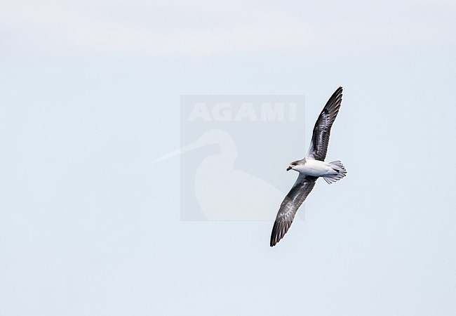 Desertas Petrel (Pterodroma deserta) at sea off Madeira, Portugal. stock-image by Agami/Pete Morris,