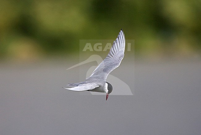 Whiskered Tern adult summerplumage flying; Witwangstern volwassen zomerkleed vliegend stock-image by Agami/Marc Guyt,