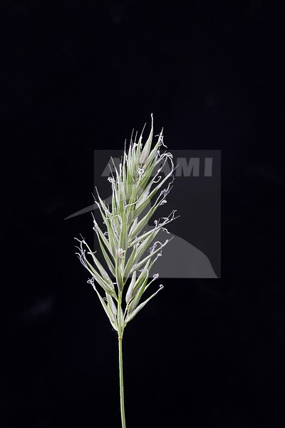 Annual Vernal-grass, Anthoxanthum aristatum, angiosperms, backlight, close-up, close up, conservation, detail, ecological, 
environment, eudicots, Europe, European, Flora, green, illuminate, leaf, low light, macro, natural, nature, outdoor, outdoors, plant, plantae, plantain family, shade, spotlight, tracheophytes, vegetation, wild, wildlife, wildflower, monocots, commelinids,  poales, poaceae, pooideae, rare stock-image by Agami/Wil Leurs,