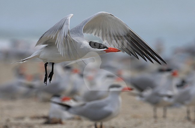 Volwassen zomerkleed Reuzenstern in de vlucht; Adult summer Caspian Tern in flight stock-image by Agami/Jacques van der Neut,