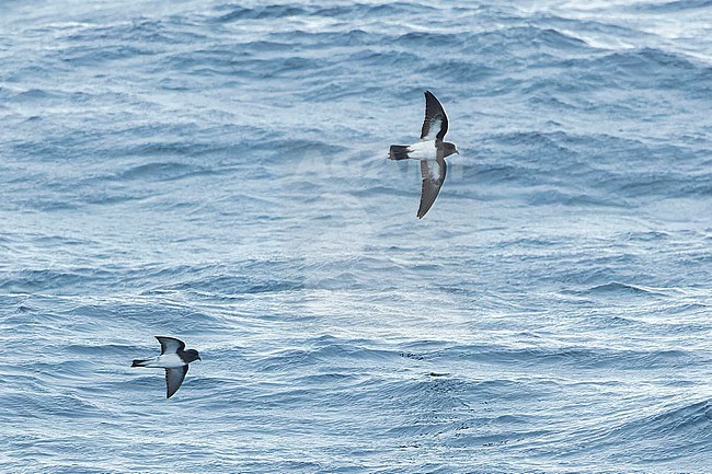 Gough Black-bellied Storm-Petrel (Fregetta tropica melanoleuca) in the Southern Atlantic Ocean, around the Tristan da Cunha and Gough islands. Together with Grey-backed Storm Petrel (Garrodia nereis) on the left. stock-image by Agami/Martijn Verdoes,