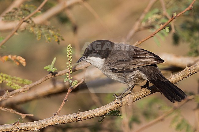 Arabian Warbler - AkaziengrasmÃ¼cke - Sylvia leucmelaena ssp. leucomelaena, Oman stock-image by Agami/Ralph Martin,