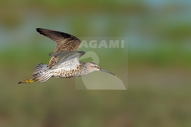 Adult breeding 
Galveston Co., TX
April 2023 stock-image by Agami/Brian E Small,