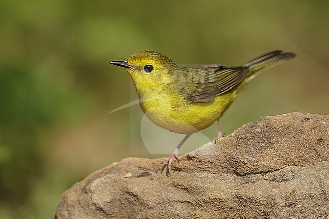 Adult female
Galveston Co., TX
April 2014 stock-image by Agami/Brian E Small,