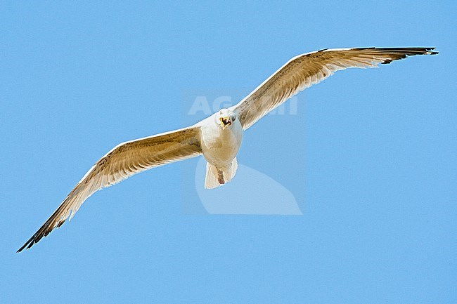 Third-year Yellow-legged Gull (Larus michahellis michahellis) in flight against a bright blue sky on Lesvos, Greece. Seen from below. stock-image by Agami/Marc Guyt,