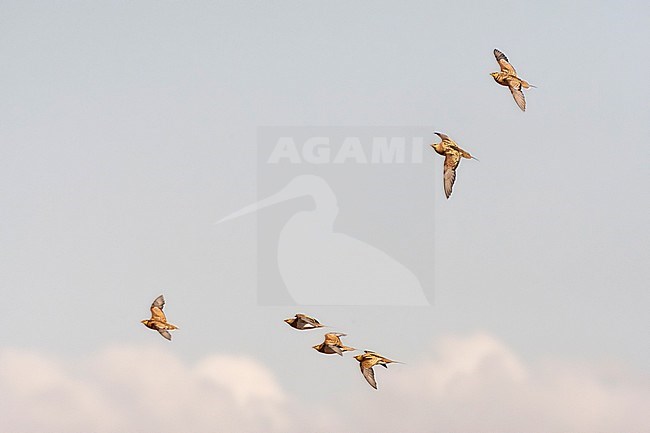 Groep vliegende Witbuikzandhoenders; Flying flock of Pin-tailed Sandgrouses stock-image by Agami/Marc Guyt,