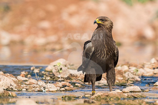 Lesser Spotted Eagle (Aquila pomarina), juvenile standing in a creek bed stock-image by Agami/Saverio Gatto,