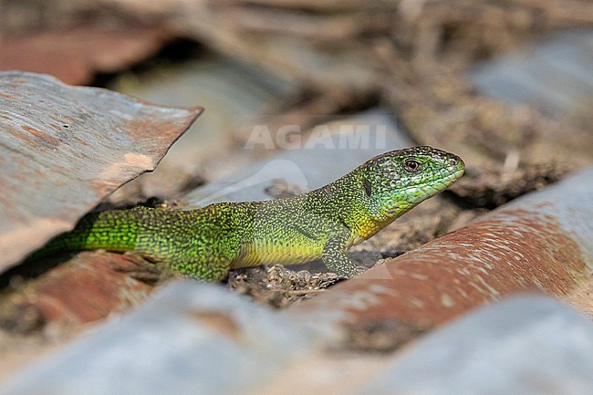 Western Green Lizard (Lacerta bilineata), sunbathing on a sheet, with a grey and brown background, in Brittany, France. stock-image by Agami/Sylvain Reyt,