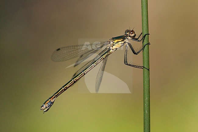 Vrouwtje Tangpantserjuffer, Female Lestes dryas stock-image by Agami/Wil Leurs,