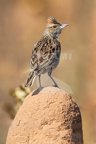 Angola Lark (Mirafra angolensis), aso known as Angolan bushlark, in Angola. Standing alert on a rock stock-image by Agami/Dubi Shapiro,